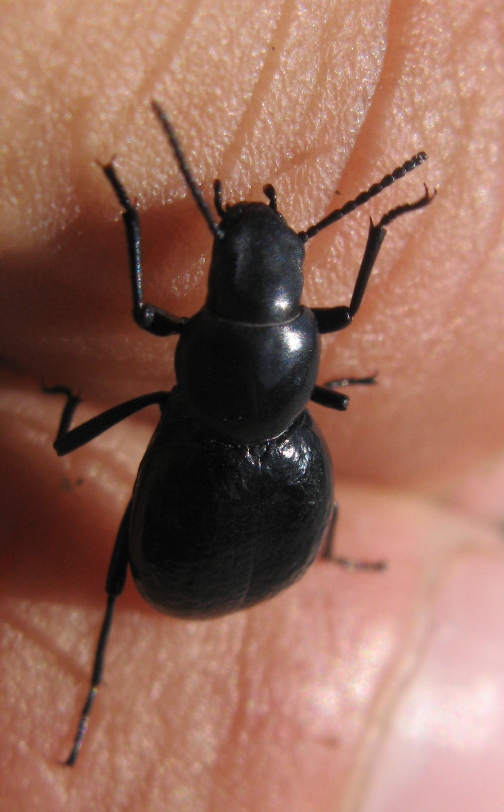 Coleotteri di Corsica